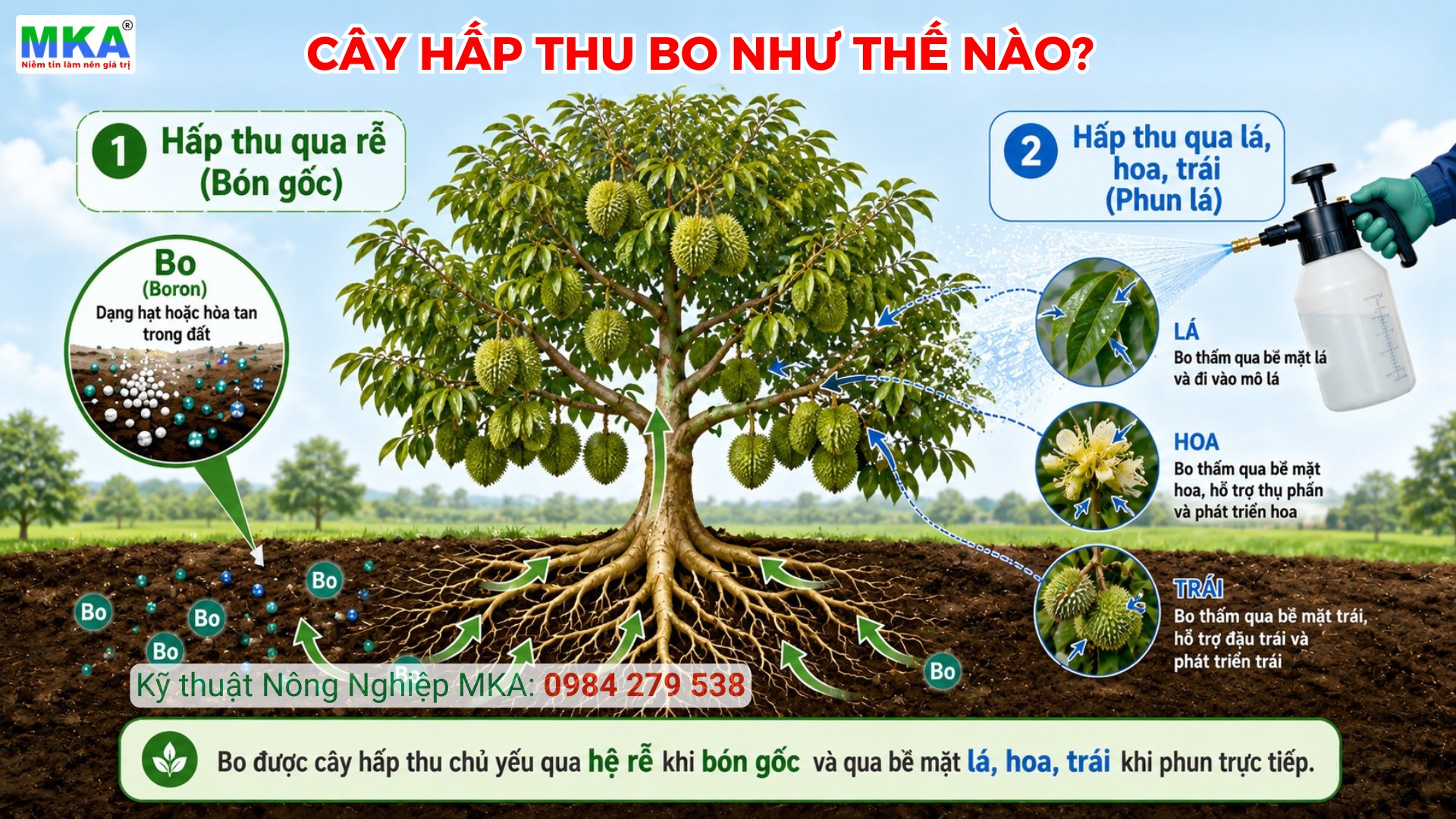 2 con đường chính để hấp thu Bo của cây trồng